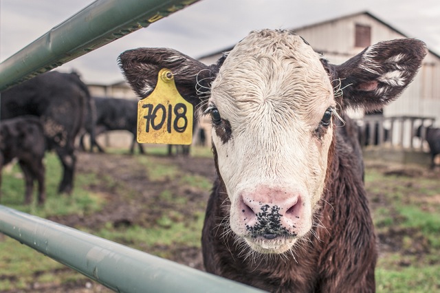 animal countryside agriculture farm